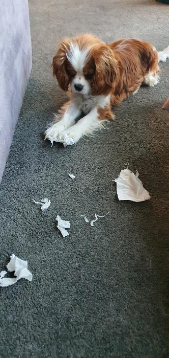 Spoilsport, I was having fun with that tissue