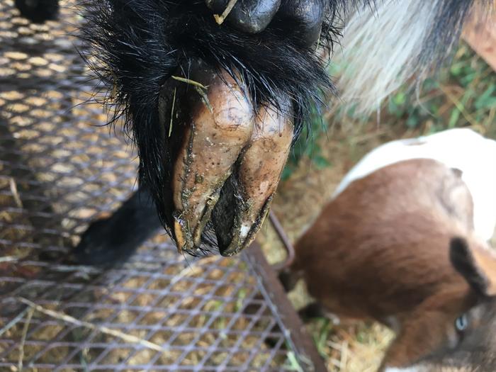 Goat hooves after 6 weeks no trimming