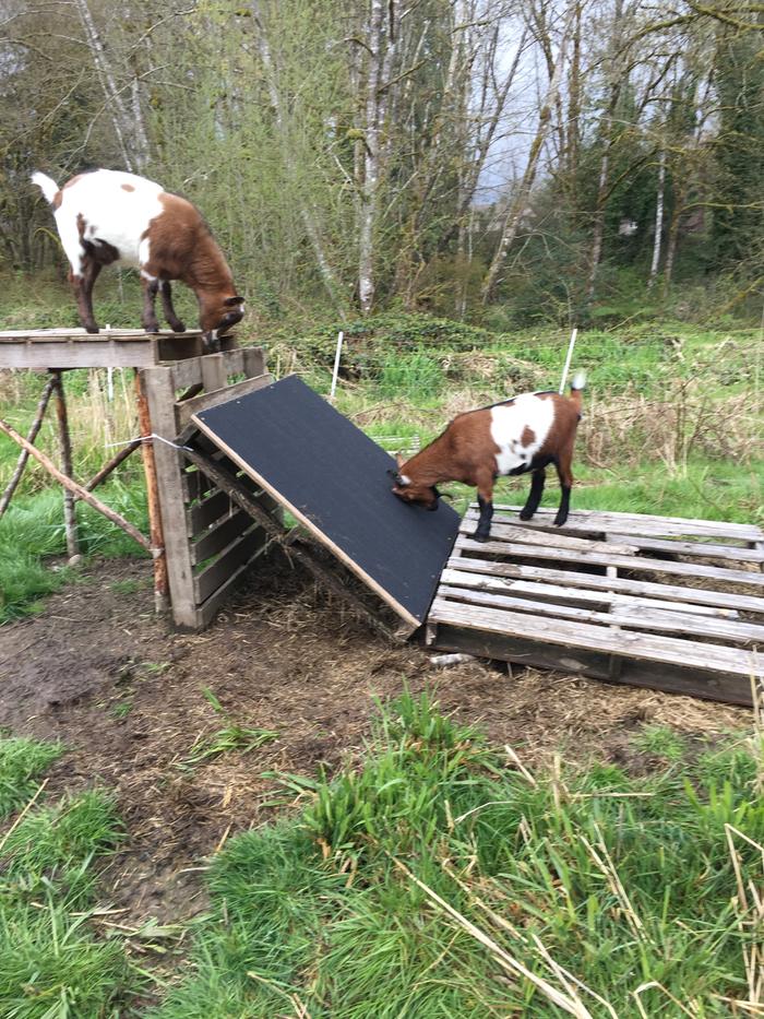 emery ramp for goats' hooves