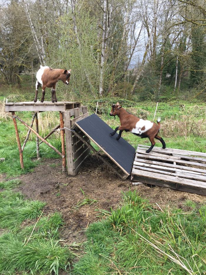 emery ramp for goats' hooves