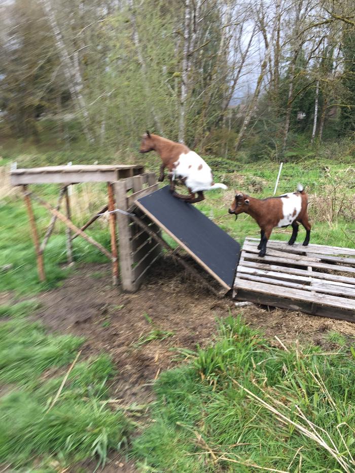 emery ramp for goats' hooves