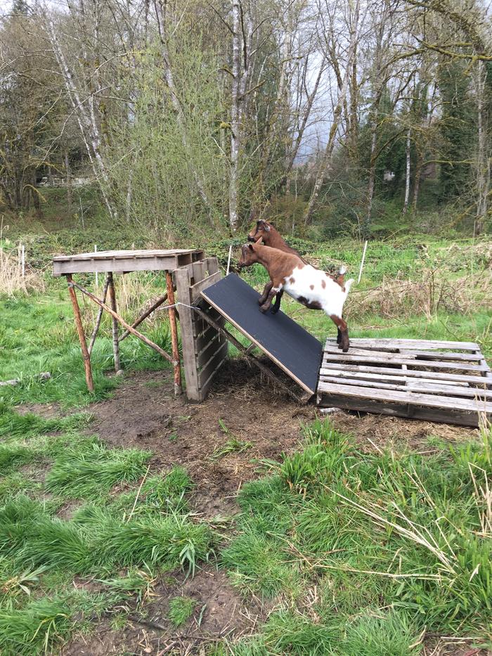 emery ramp for goats' hooves