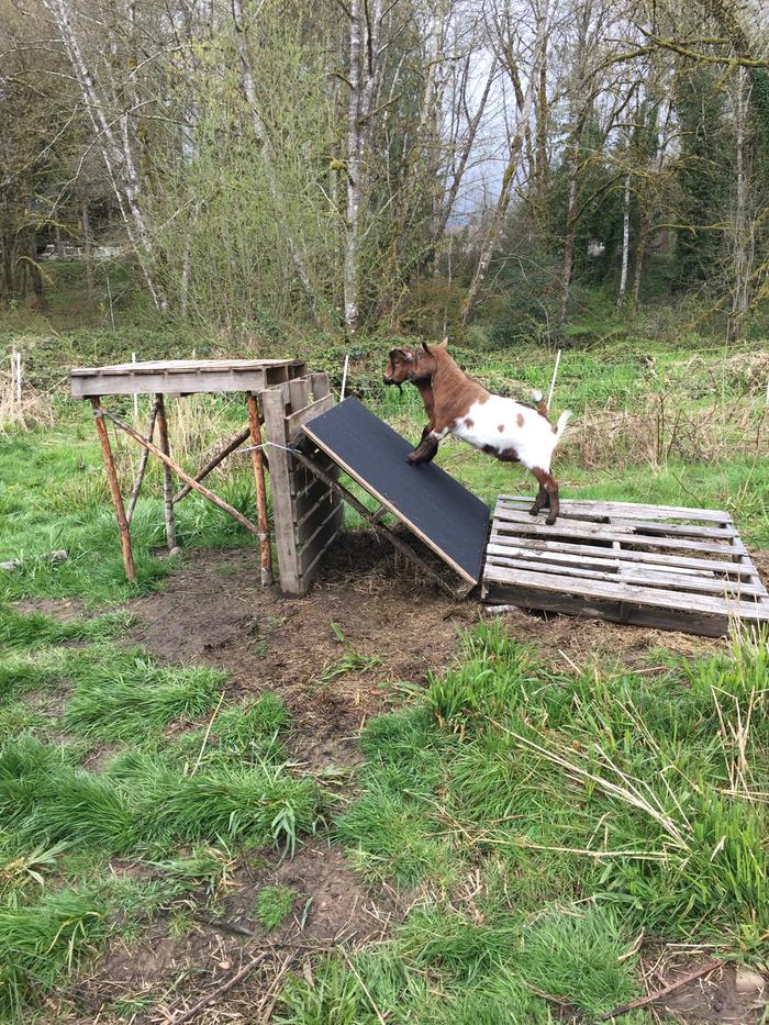 emery ramp for goats' hooves