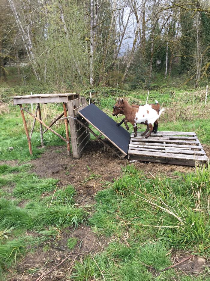 emery ramp for goats' hooves