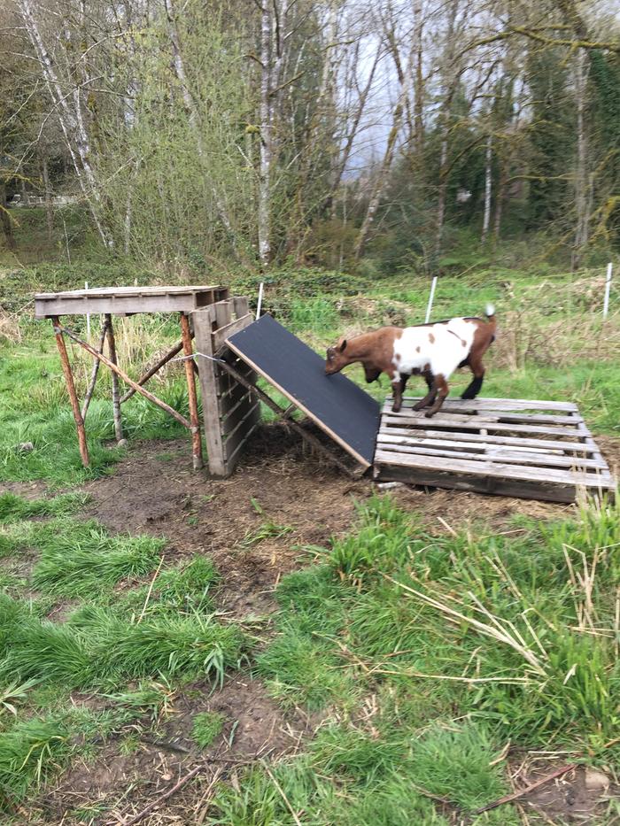 emery ramp for goats' hooves