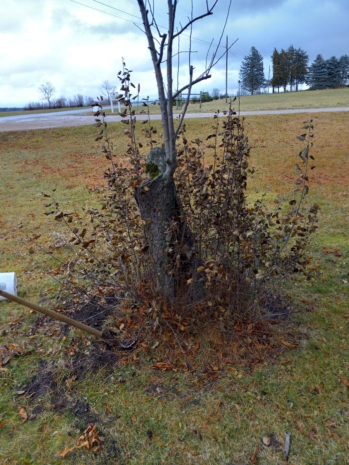 cut down apple tree with a lot of suckers