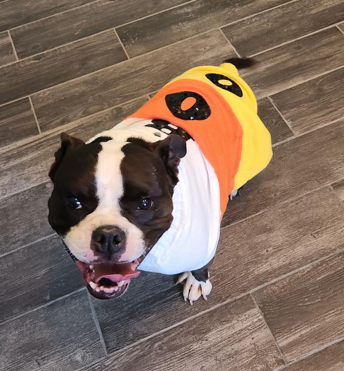 Candy corn Milo