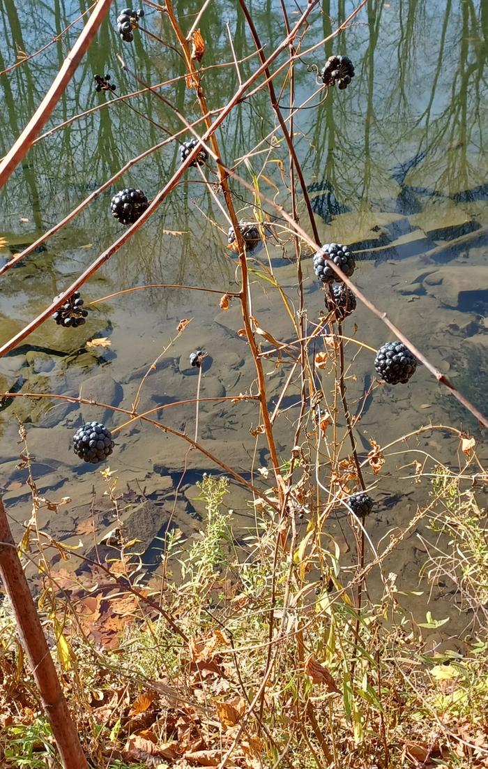 Mystery plant in Vermont