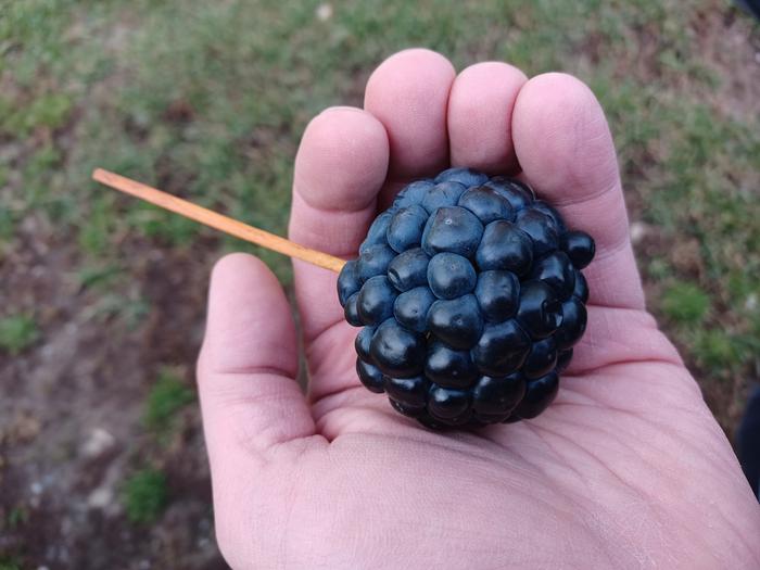 Smilax berry cluster....so beautiful!