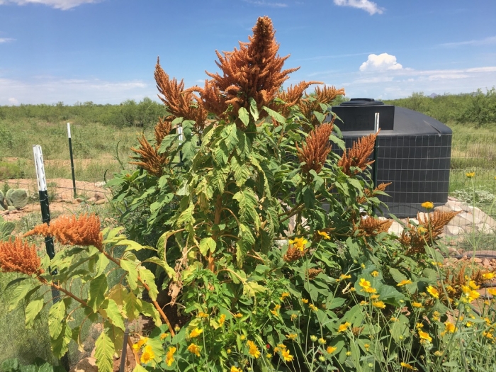 Not a grain, I know. Be forewarned - gateway grains can lead to growing pseudo-grains. So can food allergies.