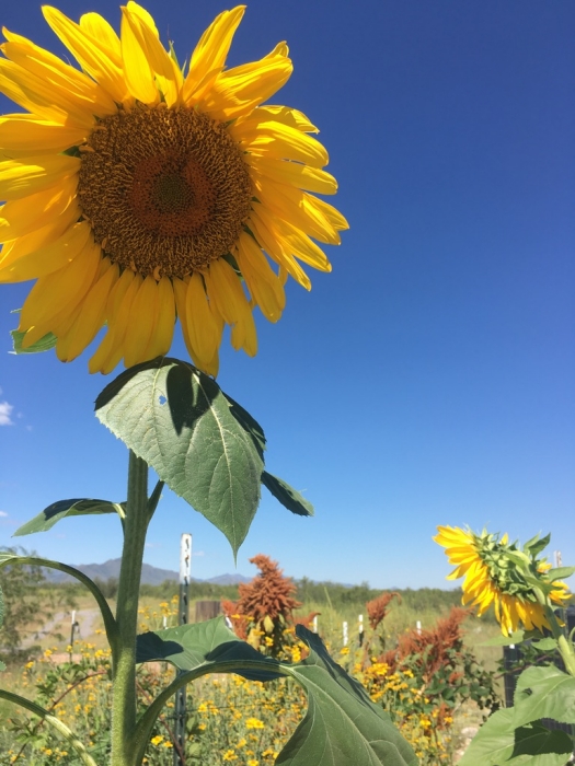 Planted these rather late to avoid cross pollination by wild sunflowers