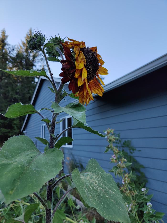 Double headed flower