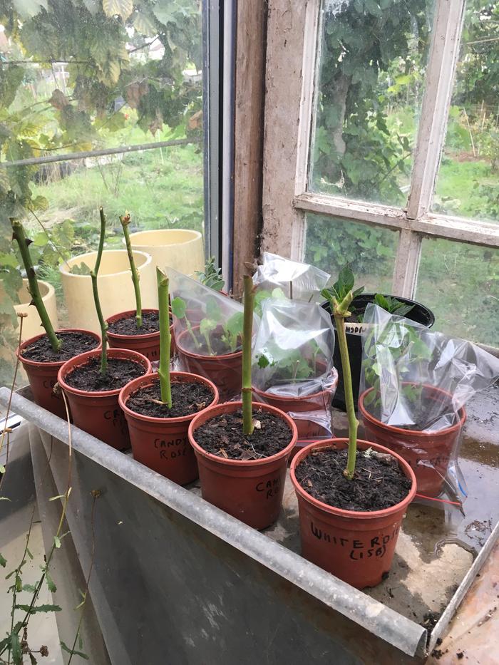 plant cuttings on windowsill