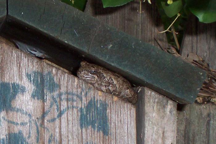 tree frog hiding on garden box