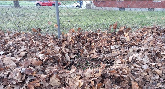 [Thumbnail for Hedge-Mulching2.png]