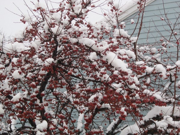 [Thumbnail for Snow.JPG]