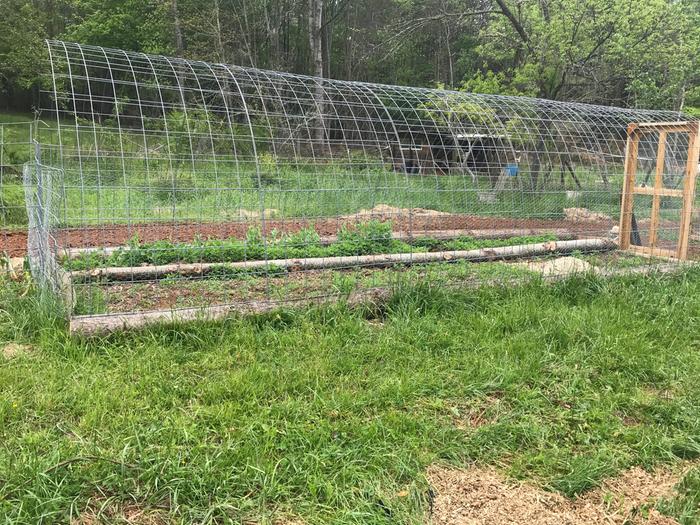 Trellis when it was first erected, minus grape vine.