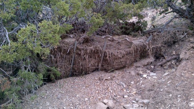 A piece of mesh wire fencing gathered more than six feet depth of sediment during one storm.