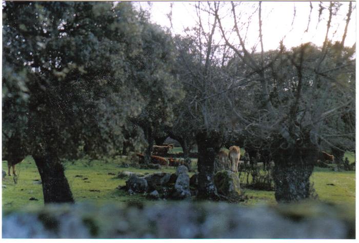[Thumbnail for escorial-vacas.jpg]