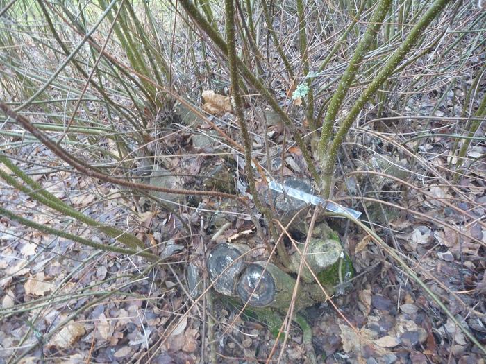 3 and 5 years' regrowth after being cut, entire coppice stool