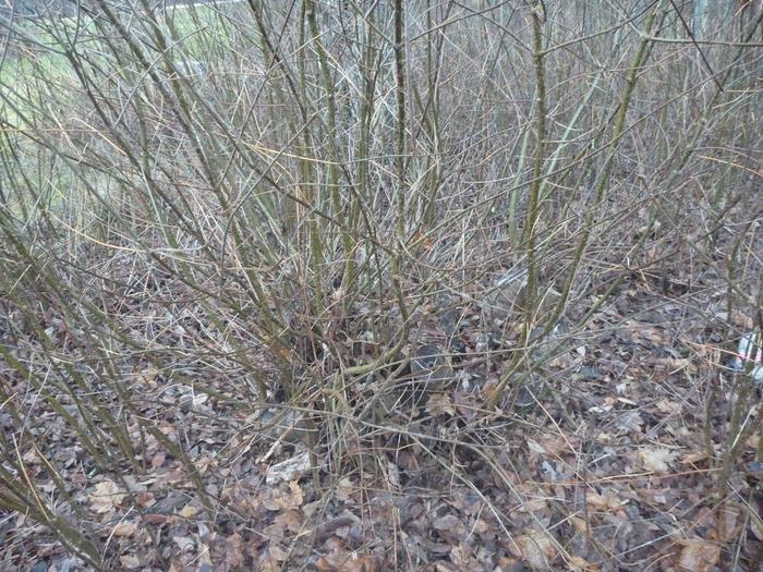 hungarian lilac coppice 3 and 5 years' regrowth after being cut