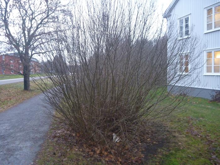 lilac syringa coppice stool renewable firewood the biggest I've seen in terms of clump diameter and number of shoots