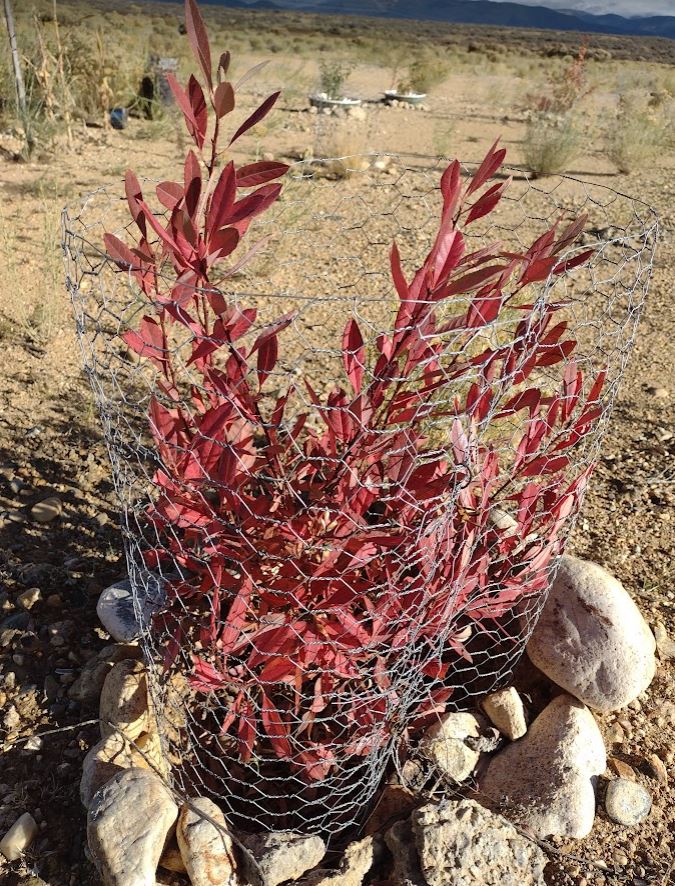 Western Sand Cherry Oct. 22, this plant was in a Waterboxx 3-21 to 3-22, never watered it after that