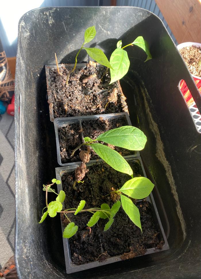 pawpaw seedlings grown in pots