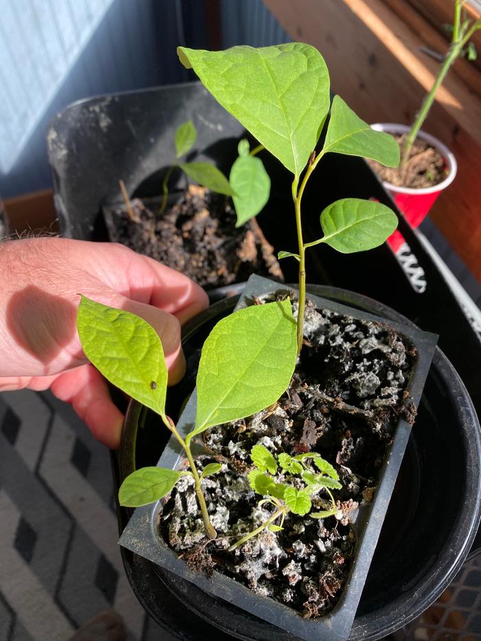 paw paw seedlings in pots