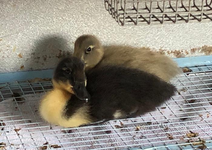 two ducklings