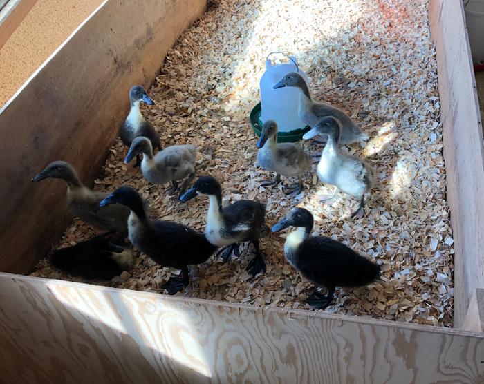 ducklings in a wood box filled with wood shavings