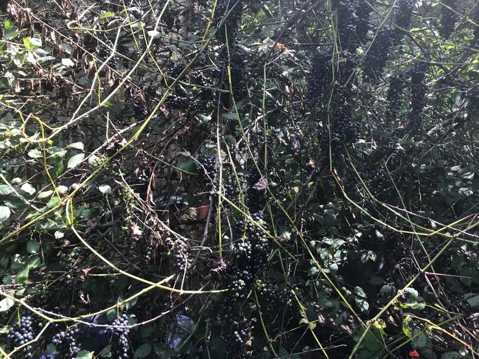 [Thumbnail for DC5A5834-6992-4984-8166-DA8827BDCE53.jpeg]