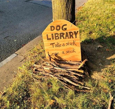 [Thumbnail for dog-library.jpg]