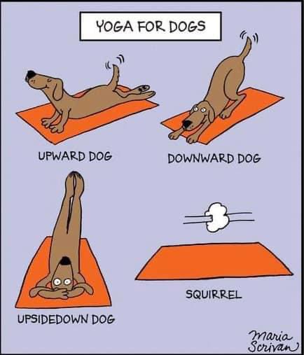 [Thumbnail for squirrel.jpg]