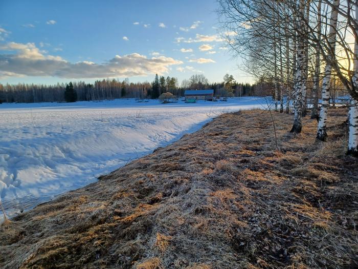 monoculture-vs-natural-multi-species-pasture