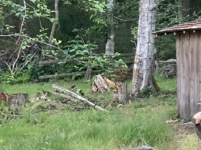 Hugel 2, another stump nest