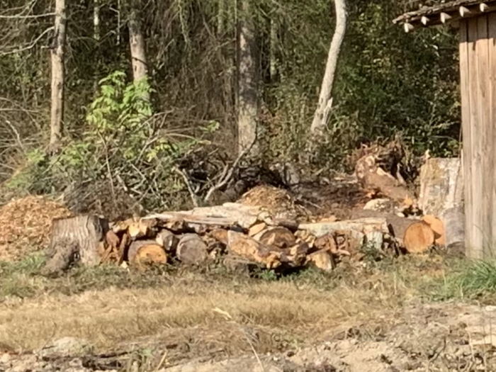 Logs arrayed between the stumps