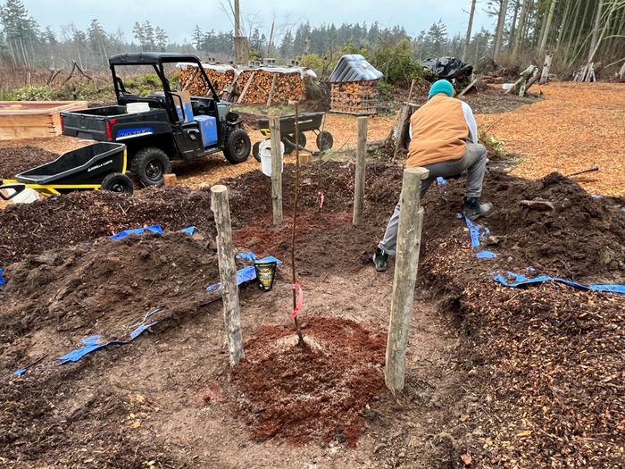 Packing the bare root tree roots with top soil, coir, and mychorrhizal innoculant.