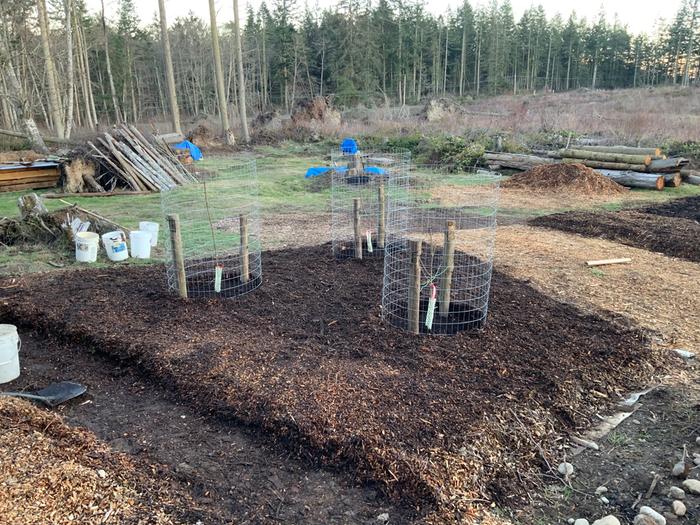 Fenced and back-filled with wood chips