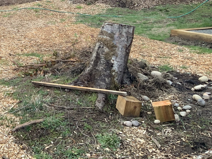 Two stumps and their roots to cover with another raised bed