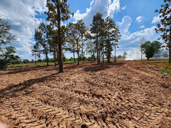 soil earthmoving lifts 80cm above surrounding paddy fields