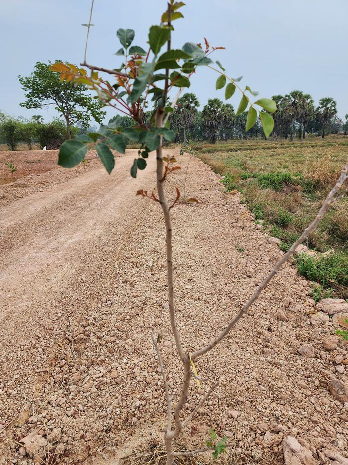 Sclerocarya birrea (Marula Tree)