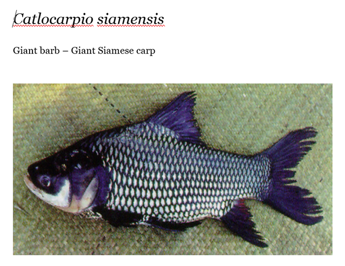 [Thumbnail for Catlocarpio-siamensis-Giant-Siamese-Carp.PNG]