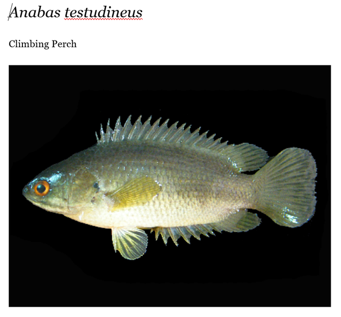 [Thumbnail for Climbing-Perch-Anabas-testudeneus.PNG]