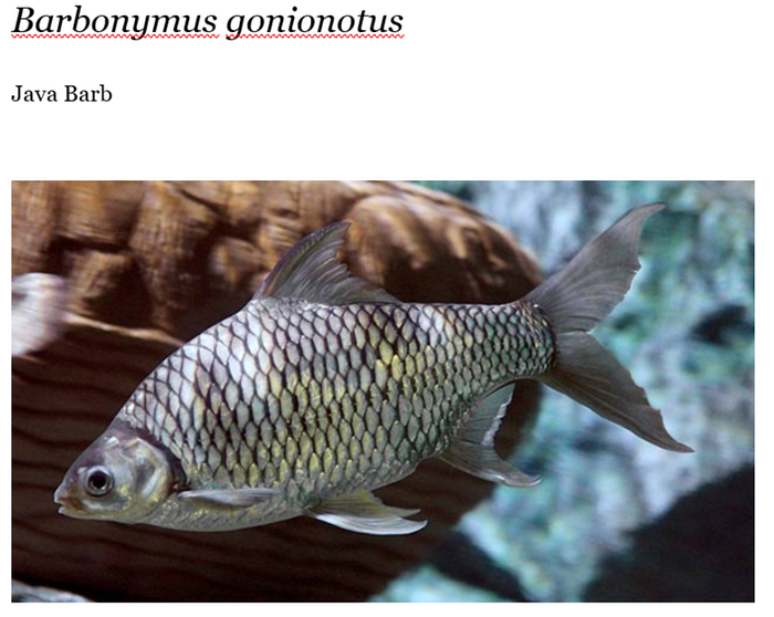 [Thumbnail for Java-Barb-Barbonymus-gonionotus.PNG]