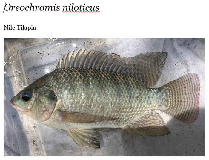 [Thumbnail for Nile-Tilapia-Orechromis-niloticus.PNG]