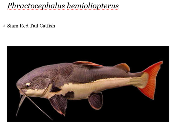 [Thumbnail for Siam-Red-Tail-catfish-Phractocephalus-hemioliopterus.PNG]