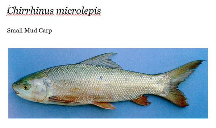 [Thumbnail for Small-Mud-Carp-Chirrhinus-microlepis.PNG]