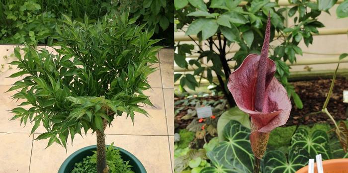 Amorphophallus konjak - the flower is said to stink as dead dog at roadside, but whet should mother nature do when the bees are not working in the night? 