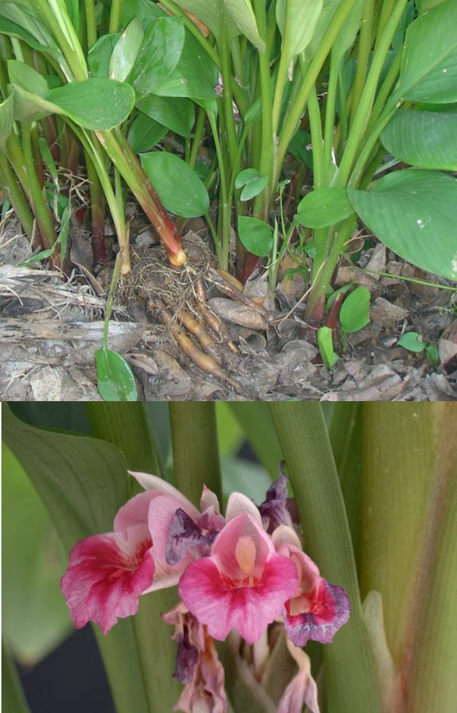 Boesenbergia rotunda - a spice of the Ginger family